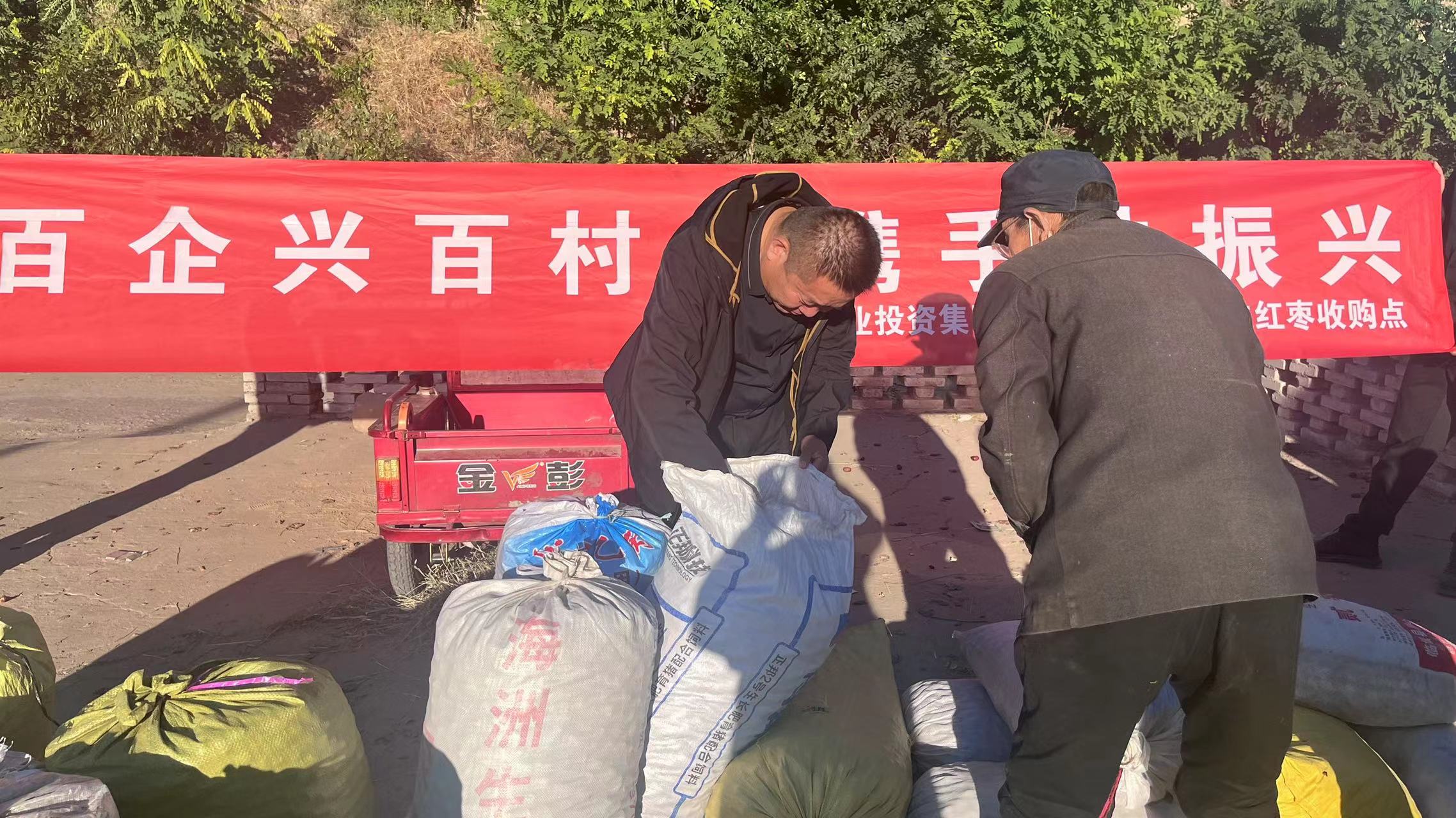 春采芽 秋收果 撂荒枣林又成宝 —神木太阳成集团tyc33455盘活红枣产业 助力乡村振兴